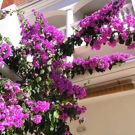 Paloma Blanca 1