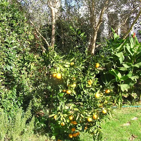 Paloma Blanca 1 Apartament *